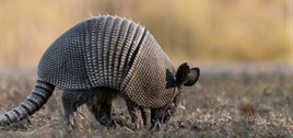 ITR 'Armor' Deflects Economic Pain